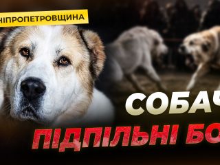 Дніпровські зоозахисники викрили підпільні собачі бої на Криворіжжі