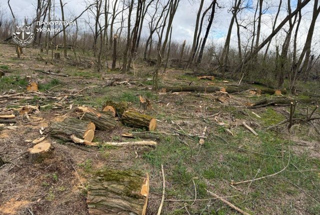 Дніпро: викрили канал незаконної деревини у Кам'янському районі
