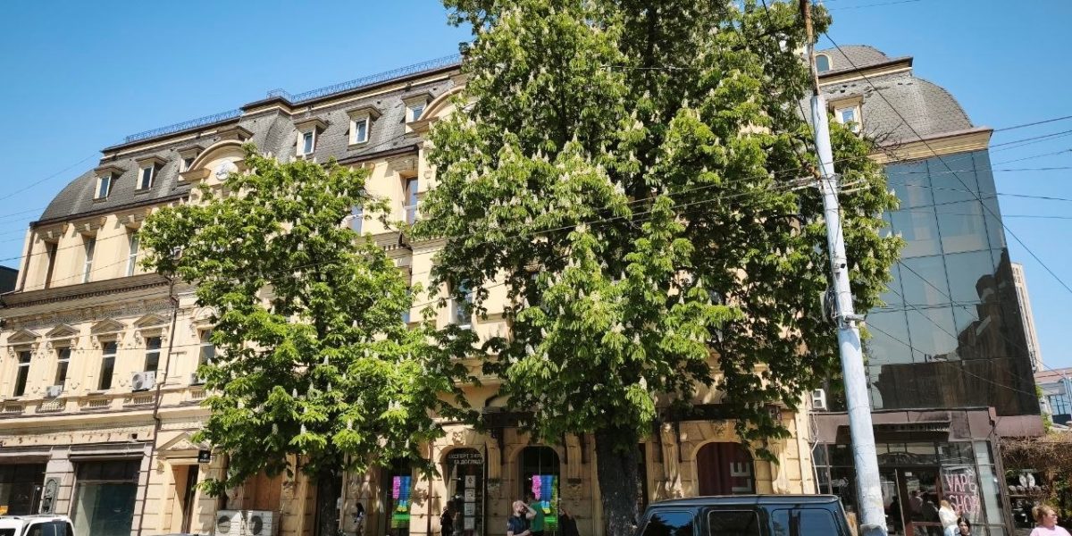 Дніпро у білому: сезон цвітіння каштанів розпочався