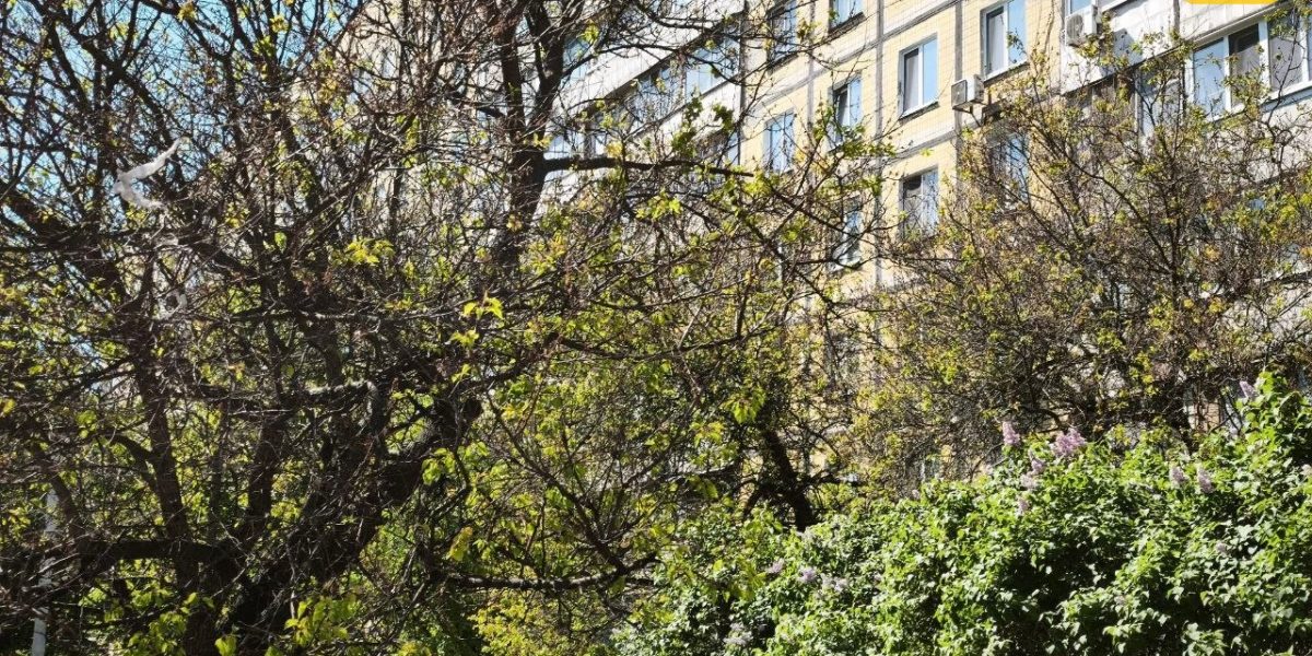Абрикоси в Дніпрі знову почорніли: чи буде врожай у 2026 році