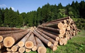 Розкрадання на деревині для військових Дніпропетровщини: справа розслідується
