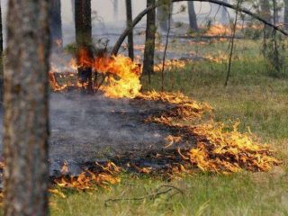 Дніпро під загрозою пожеж: як зберегти себе та місто