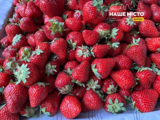 Перша полуниця з'явилася в Дніпрі: чому вона така дорога